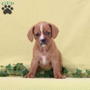 Betty, Boston Terrier Mix Puppy